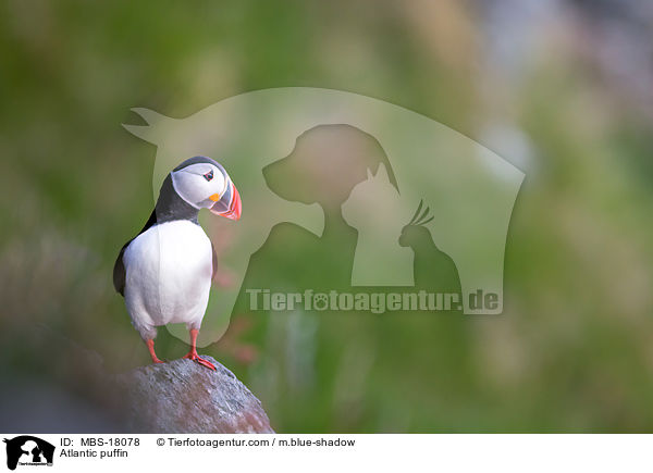Atlantic puffin / MBS-18078