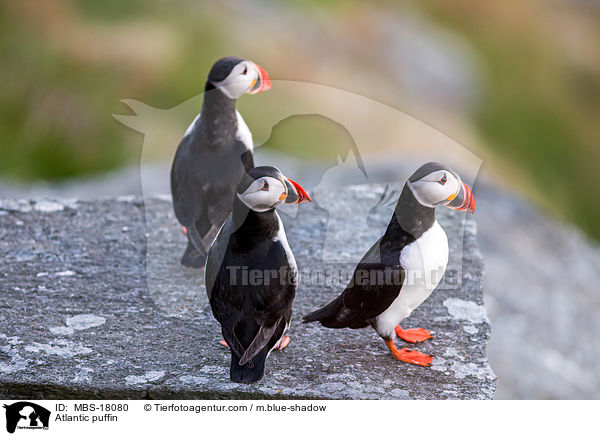 Papageitaucher / Atlantic puffin / MBS-18080