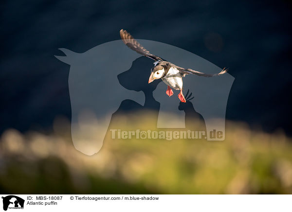 Papageitaucher / Atlantic puffin / MBS-18087