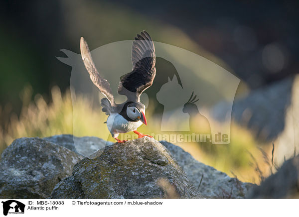 Atlantic puffin / MBS-18088