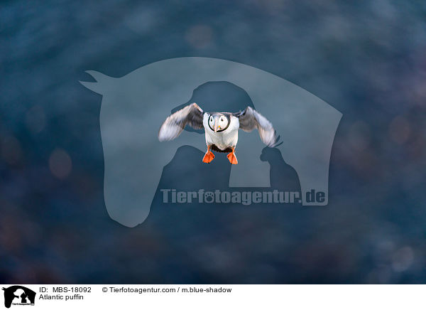 Papageitaucher / Atlantic puffin / MBS-18092