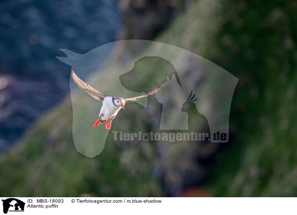 Papageitaucher / Atlantic puffin / MBS-18093