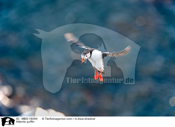 Papageitaucher / Atlantic puffin / MBS-18094
