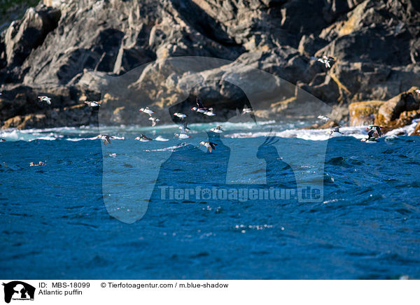 Atlantic puffin / MBS-18099