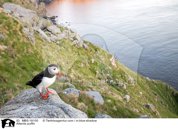 Papageitaucher / Atlantic puffin / MBS-18100