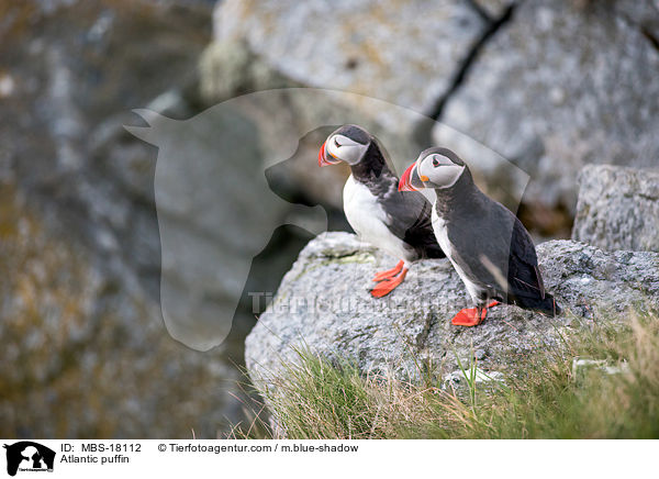 Papageitaucher / Atlantic puffin / MBS-18112