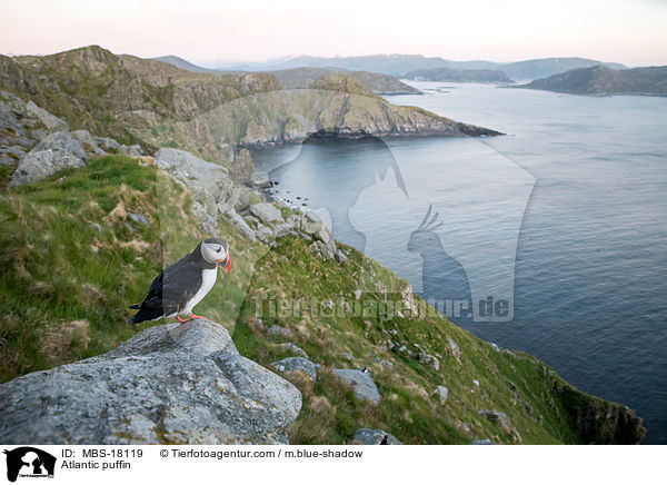 Papageitaucher / Atlantic puffin / MBS-18119