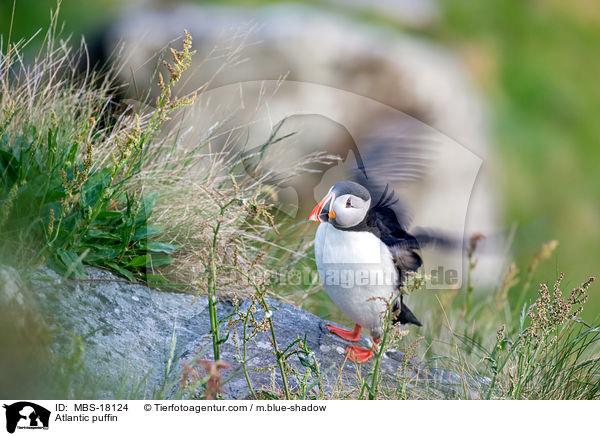 Papageitaucher / Atlantic puffin / MBS-18124