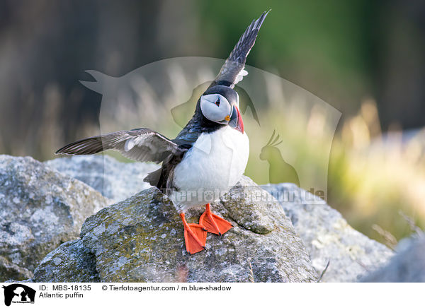 Papageitaucher / Atlantic puffin / MBS-18135