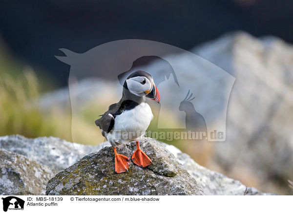 Papageitaucher / Atlantic puffin / MBS-18139