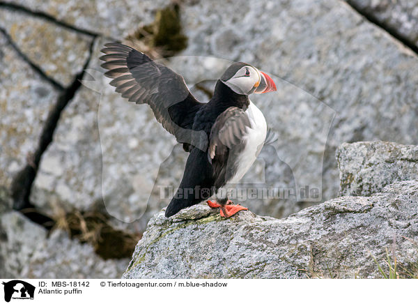 Papageitaucher / Atlantic puffin / MBS-18142