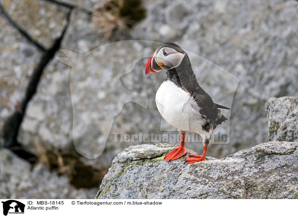 Papageitaucher / Atlantic puffin / MBS-18145