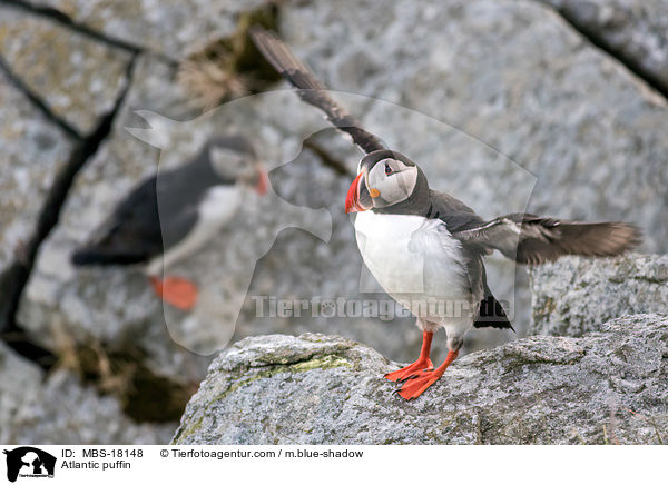 Atlantic puffin / MBS-18148