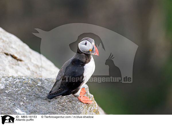 Papageitaucher / Atlantic puffin / MBS-18153