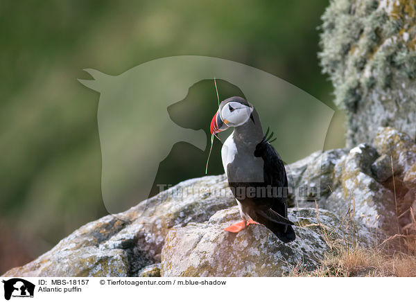 Papageitaucher / Atlantic puffin / MBS-18157