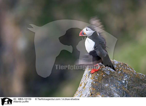Papageitaucher / Atlantic puffin / MBS-18159