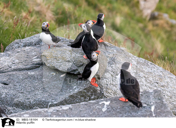 Papageitaucher / Atlantic puffin / MBS-18164