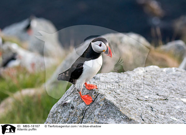 Papageitaucher / Atlantic puffin / MBS-18167