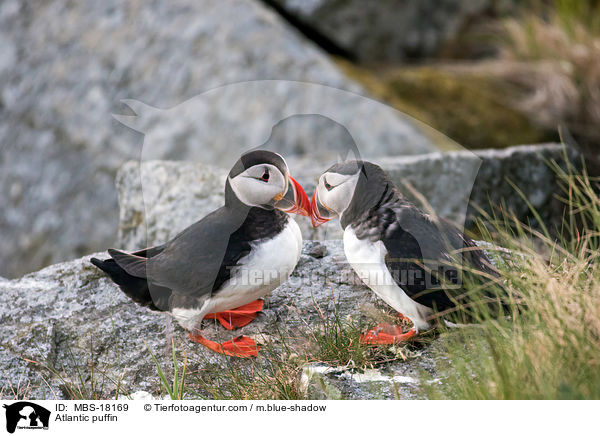 Papageitaucher / Atlantic puffin / MBS-18169
