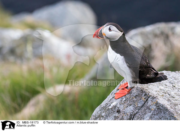 Papageitaucher / Atlantic puffin / MBS-18173