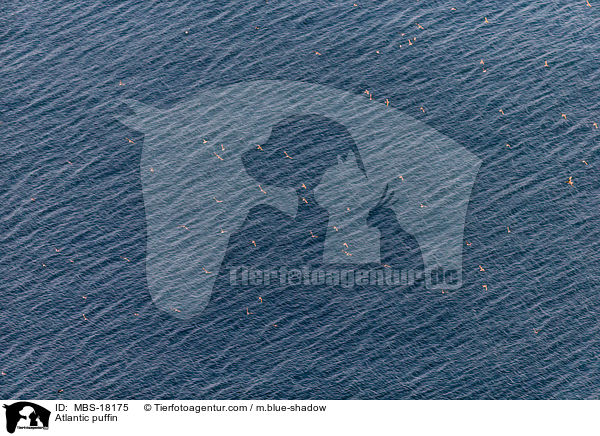 Papageitaucher / Atlantic puffin / MBS-18175