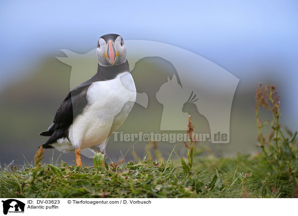 Papageitaucher / Atlantic puffin / DV-03623