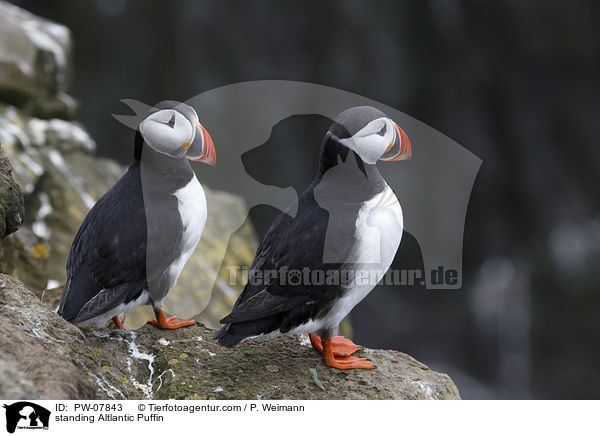 stehende Papageitaucher / standing Altlantic Puffin / PW-07843