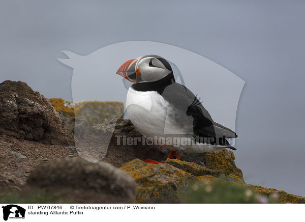 stehender Papageitaucher / standing Altlantic Puffin / PW-07846