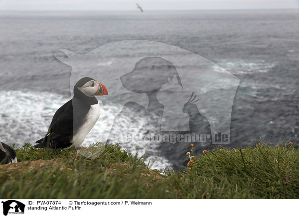 stehender Papageitaucher / standing Altlantic Puffin / PW-07874