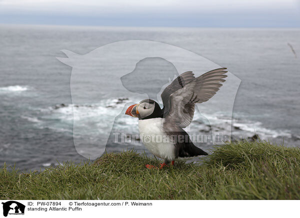 stehender Papageitaucher / standing Altlantic Puffin / PW-07894