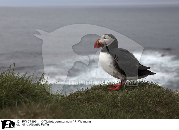 stehender Papageitaucher / standing Altlantic Puffin / PW-07896