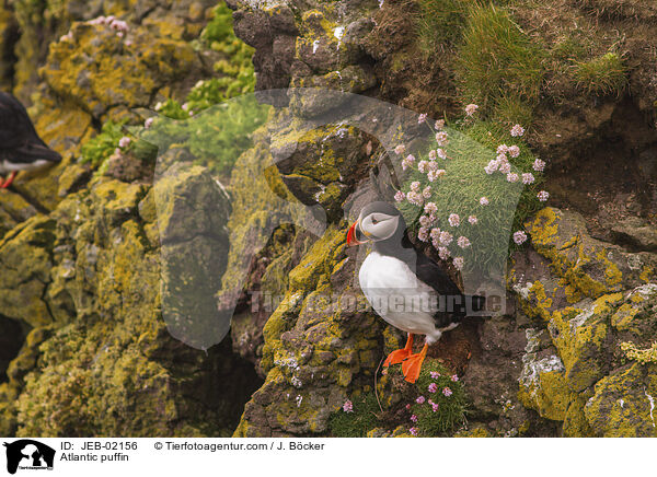 Atlantic puffin / JEB-02156