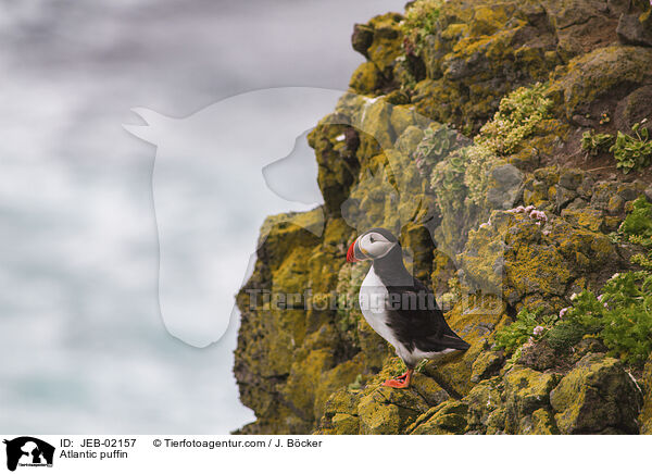 Atlantic puffin / JEB-02157