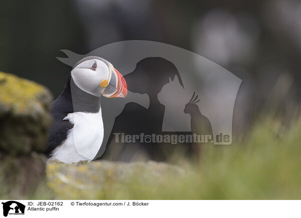 Atlantic puffin / JEB-02162