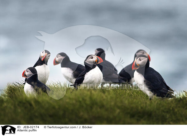 Atlantic puffin / JEB-02174