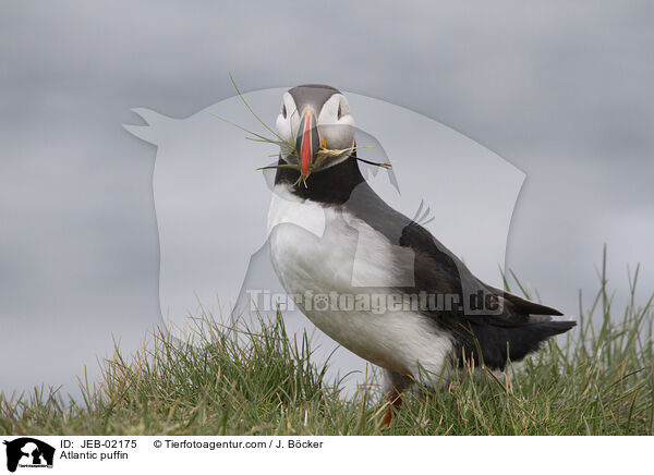 Papageitaucher / Atlantic puffin / JEB-02175