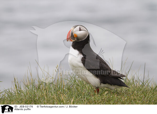 Papageitaucher / Atlantic puffin / JEB-02176