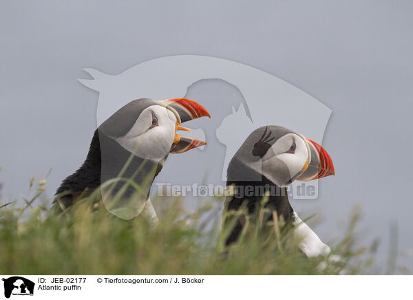 Papageitaucher / Atlantic puffin / JEB-02177