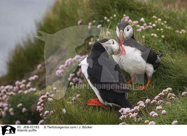 Atlantic puffin / JEB-02183