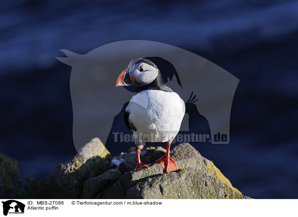 Atlantic puffin / MBS-27086