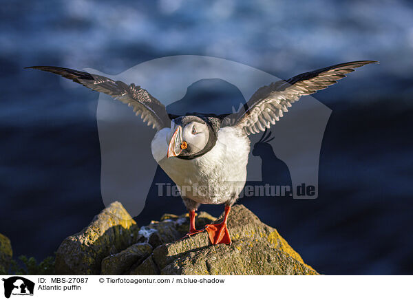 Atlantic puffin / MBS-27087