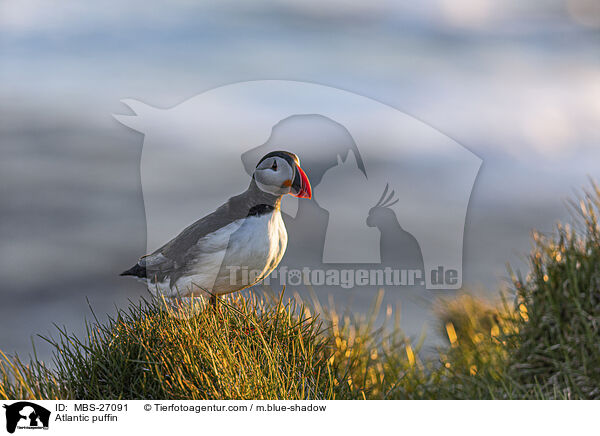 Papageitaucher / Atlantic puffin / MBS-27091