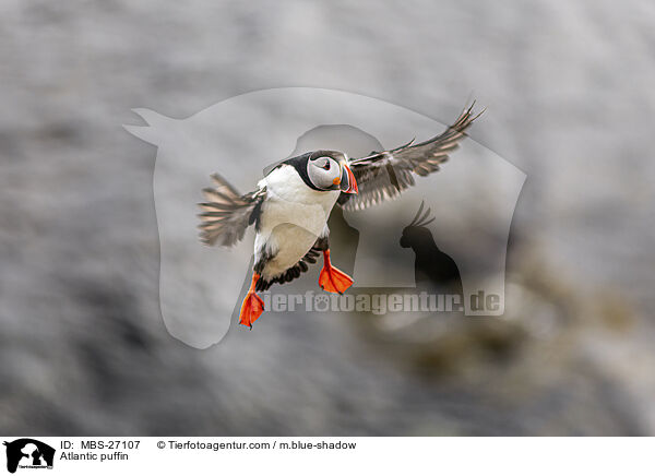 Papageitaucher / Atlantic puffin / MBS-27107