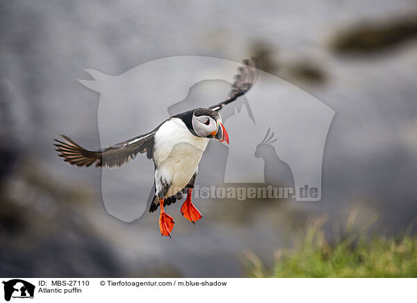 Papageitaucher / Atlantic puffin / MBS-27110