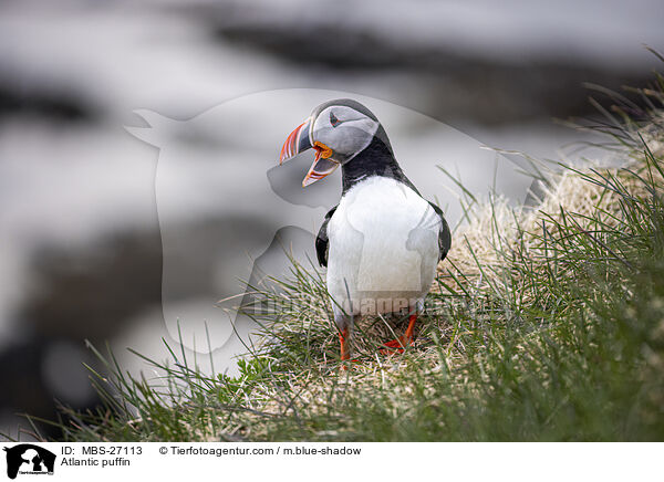 Papageitaucher / Atlantic puffin / MBS-27113