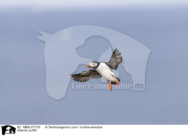 Papageitaucher / Atlantic puffin / MBS-27120