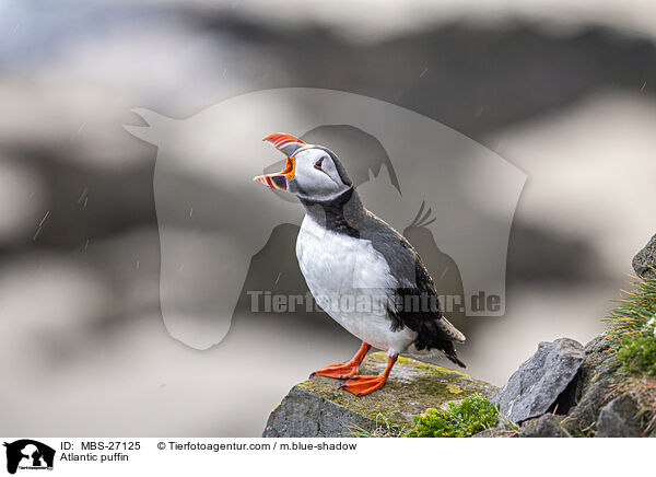 Papageitaucher / Atlantic puffin / MBS-27125