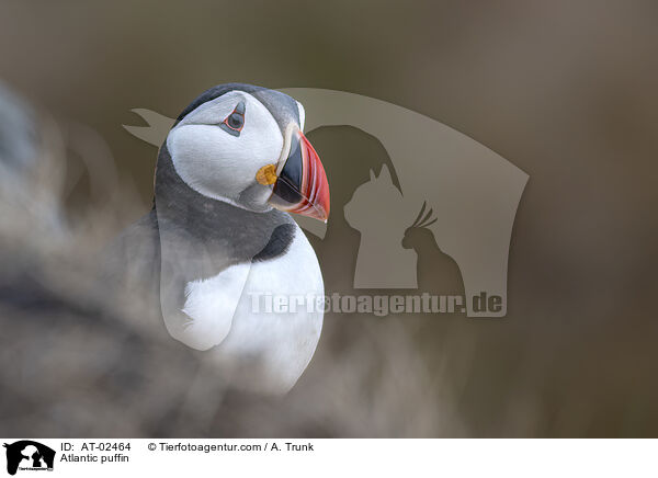 Papageitaucher / Atlantic puffin / AT-02464