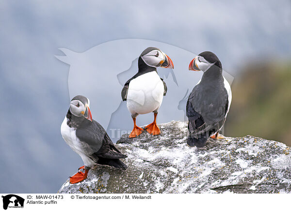 Papageitaucher / Atlantic puffin / MAW-01473