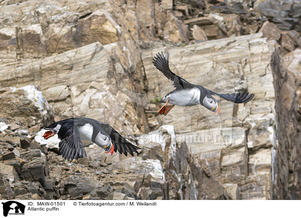 Atlantic puffin / MAW-01501